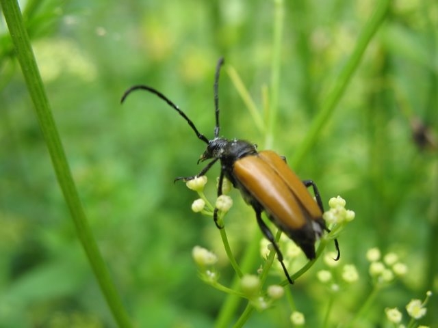 2007 06 Suivi d'un milieu au PDH 09